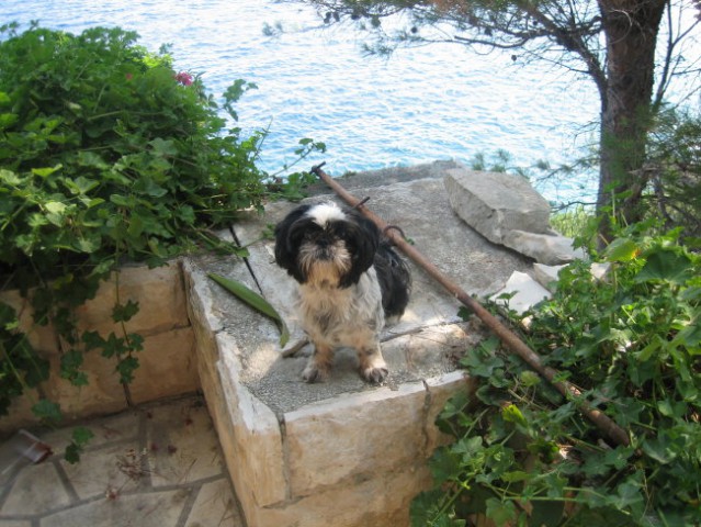 Korčula 2008 - foto