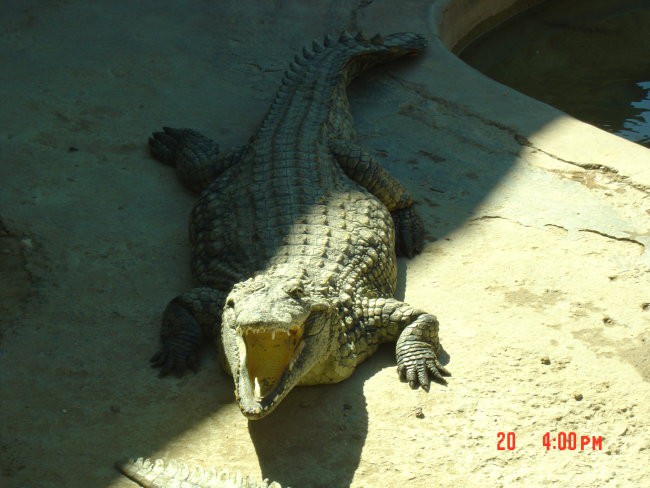 mali krokodil:)