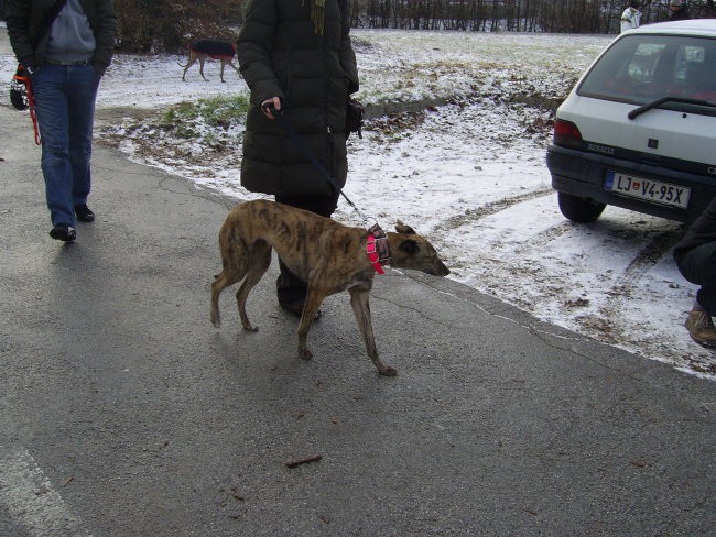 16.12.07 - Posvojitev hrtkov - foto povečava