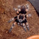 B.Smithi po levitvi