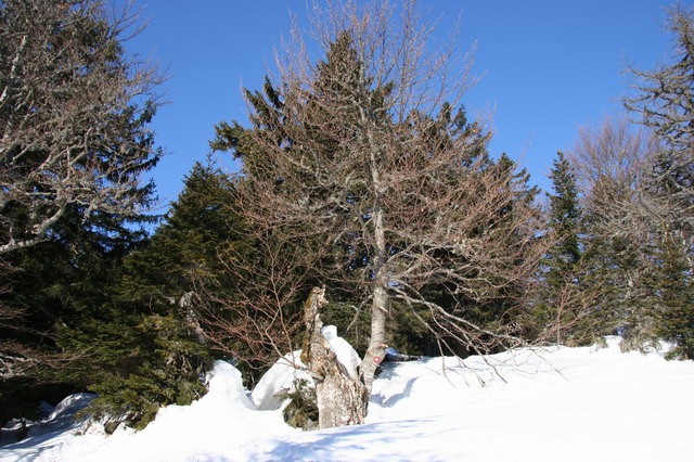 Dobrča, 5.2.2006 - foto