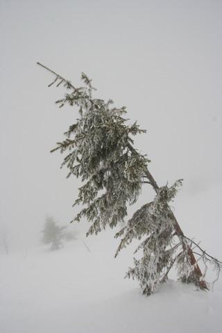 Kališče, Bašeljski vrh, 28.1.2006 - foto