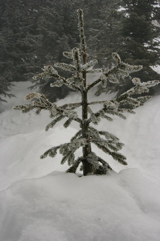 Kališče, Bašeljski vrh, 28.1.2006 - foto