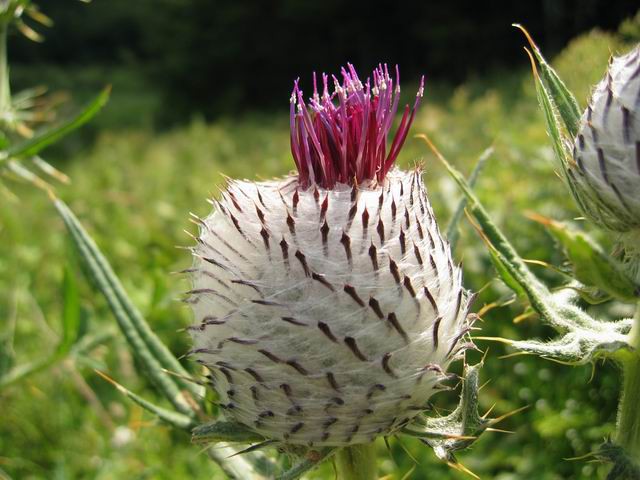 Javoršček, 31.7.2005 - foto povečava