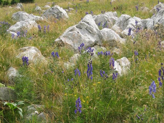 Veliki vrh (Polovnik), 4.8.2005 - foto povečava