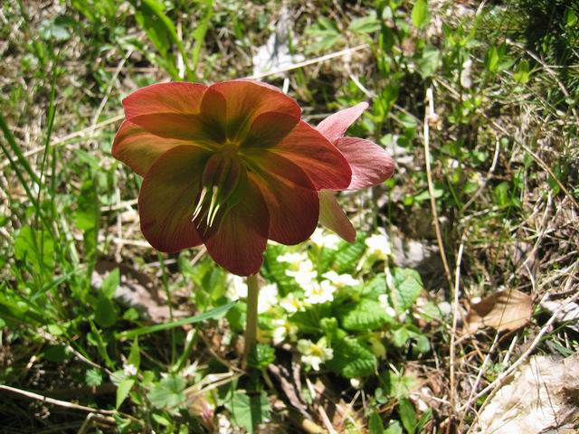 Zajamniki, Uskovnica, 20.5.2005 - foto povečava