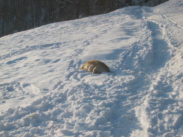 Sv. Jošt, 6.2.2005 - foto povečava