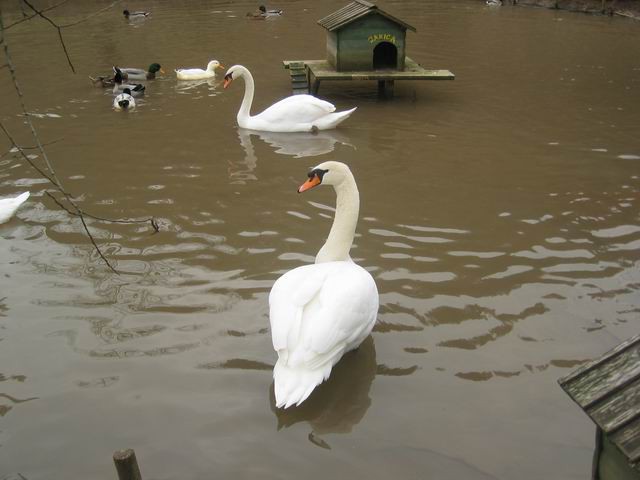 Sv. Lovrenc, 9.1.2005 - foto povečava