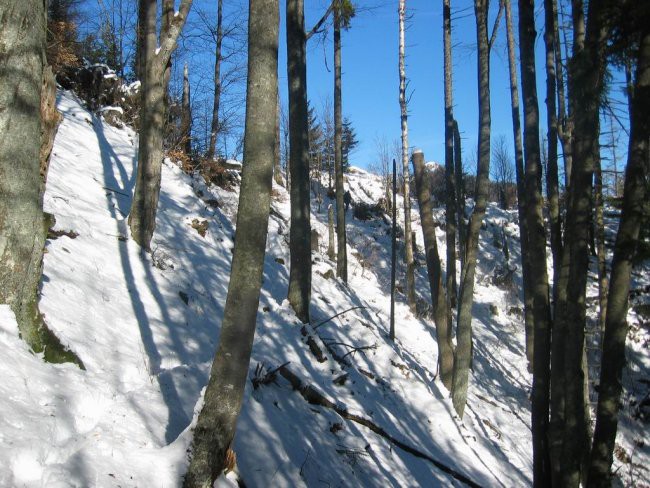 Kranjska reber, Lepenatka, 2.1.2005 - foto povečava