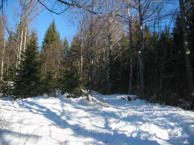 Kranjska reber, Lepenatka, 2.1.2005 - foto