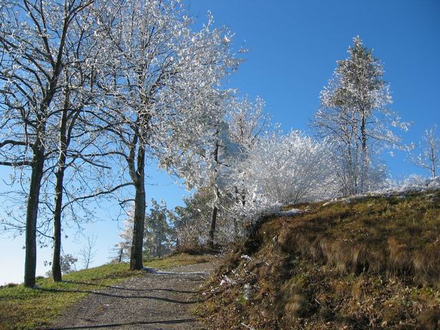 Govejek, Osolnik, 11.12.2004 - foto