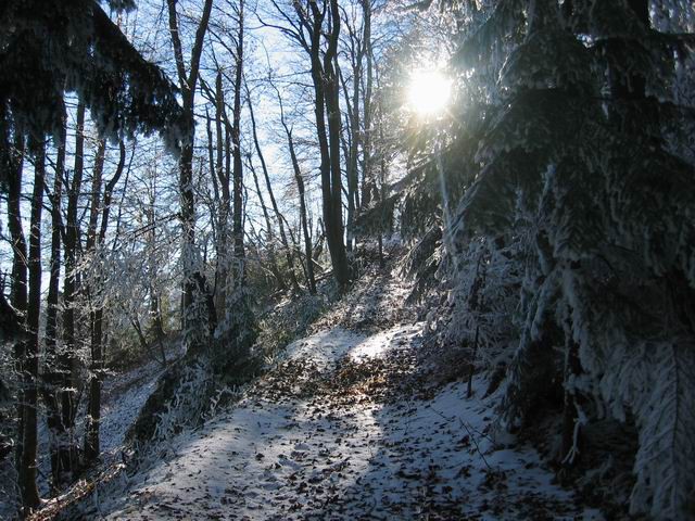 Govejek, Osolnik, 11.12.2004 - foto