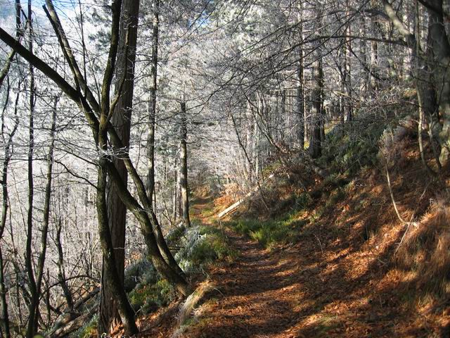 Govejek, Osolnik, 11.12.2004 - foto povečava