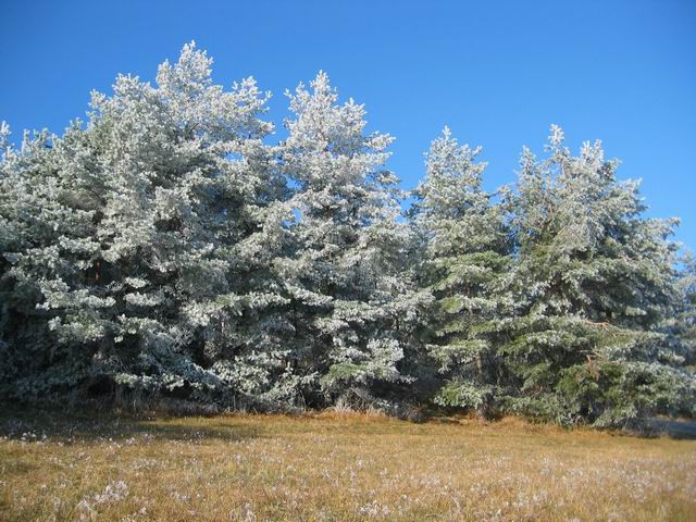 Govejek, Osolnik, 11.12.2004 - foto