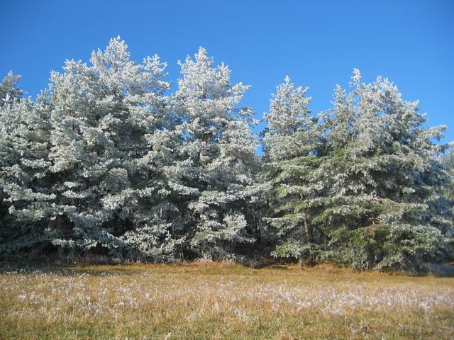 Govejek, Osolnik, 11.12.2004 - foto povečava