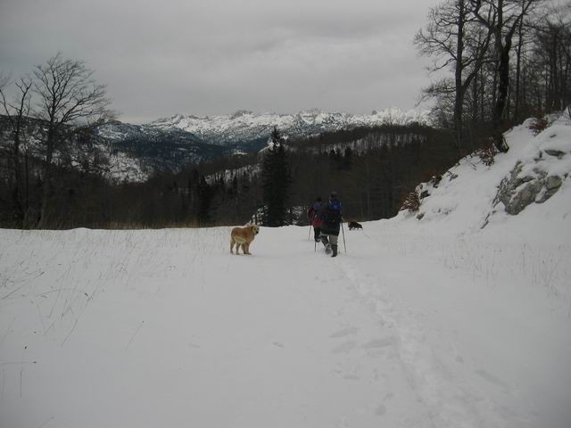 Rjava skala (Vogel), 14.11.2004 - foto povečava