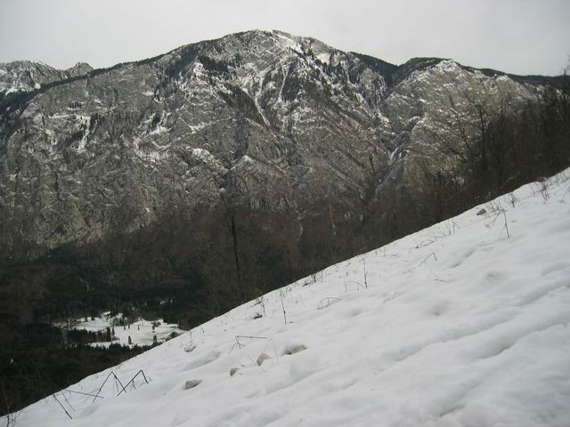 Rjava skala (Vogel), 14.11.2004 - foto povečava