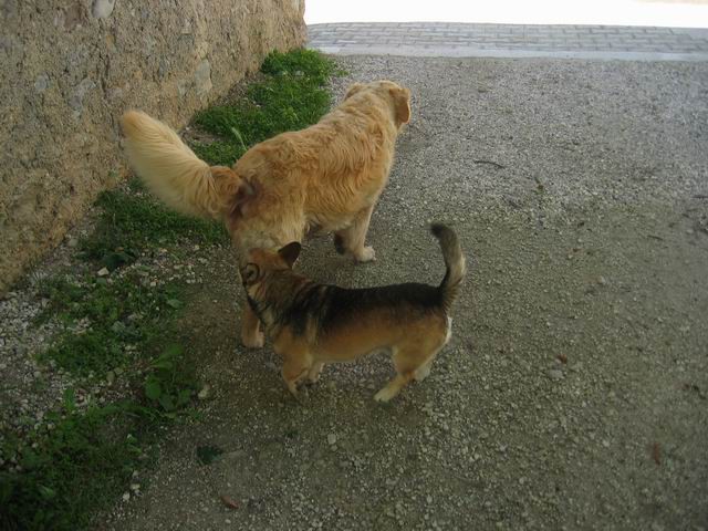 Grmada, Tošč, 15.8.2004 - foto povečava