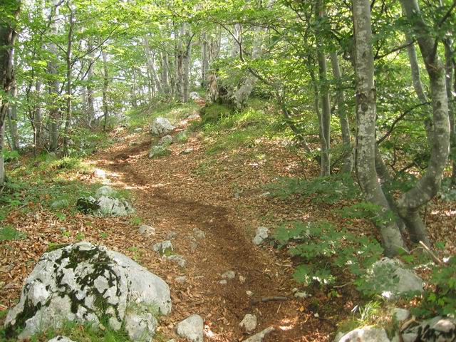 Svinjak, 7.8.2004 - foto povečava