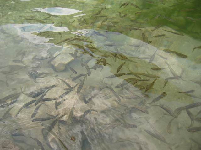 Velika Baba, Krnsko jezero, 3.8.2004 - foto povečava