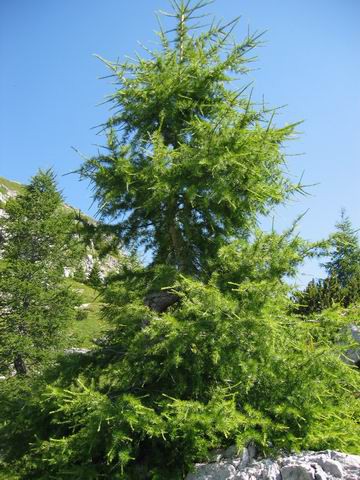 Travnik, 31.7.2004 - foto povečava