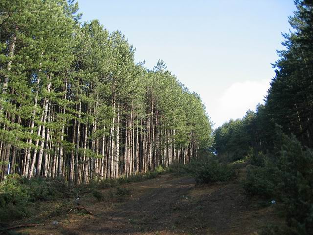 Slivnica, 8.2.2004 - foto povečava