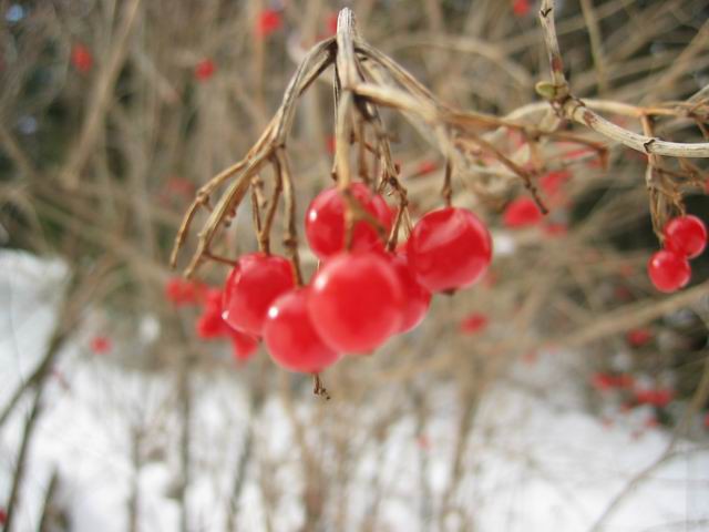 Kum, 1.2.2004 - foto povečava