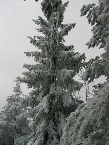 Tošč, Gonte, Grmada, 4.1.2004 - foto