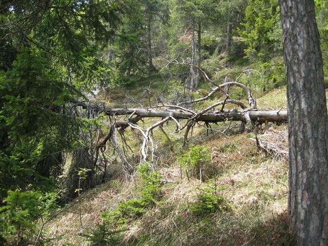 Sv. Mohor, 29.4.2003 - foto povečava