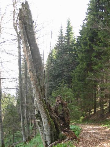 Kamniški vrh, Krvavec, 1.5.2003 - foto povečava