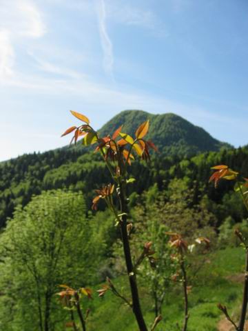 Lubnik, 4.5.2003 - foto povečava