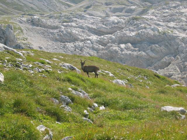 Prestreljenik, Rombon, 4.8.2003 - foto