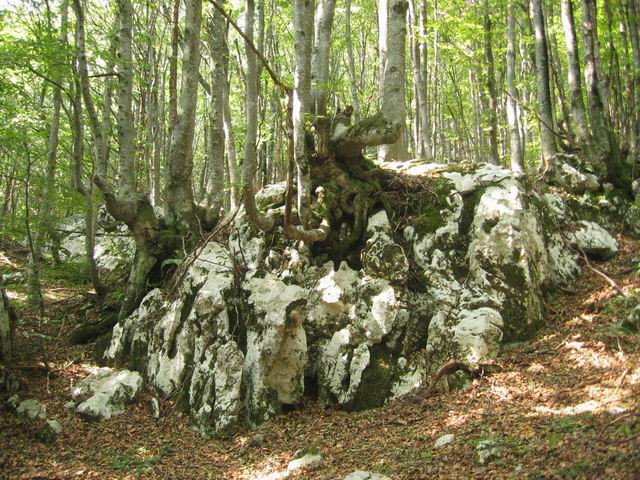 Krasji vrh (Polovnik), 6.8.2003 - foto