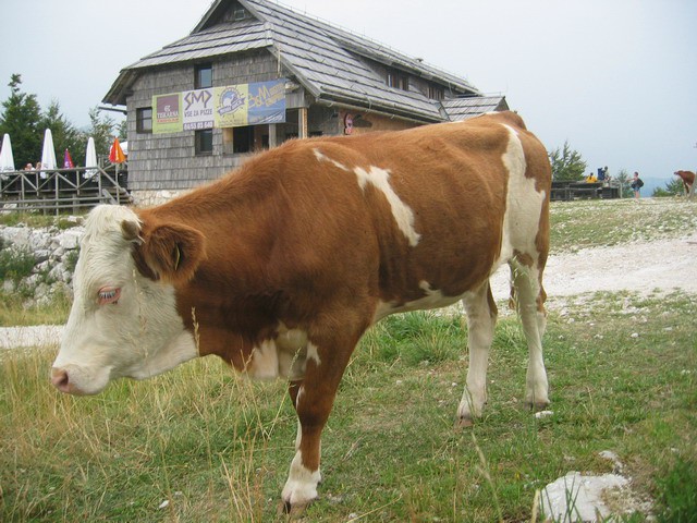 Rodica, Rjava skala (Vogel), 14.8.2003 - foto povečava