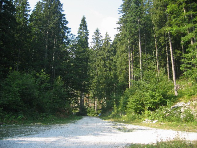 Rodica, Rjava skala (Vogel), 14.8.2003 - foto povečava