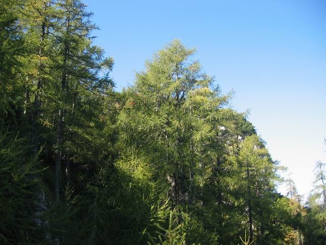 Stegovnik, Ženiklovec, 21.9.2003 - foto povečava