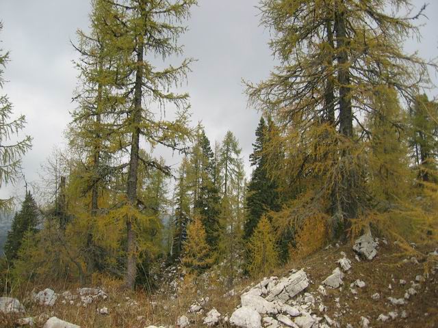 Vogar, Pršivec, Planina pri jezeru, 12.10.200 - foto povečava