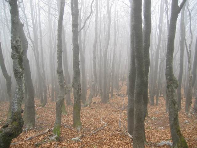 Mali Snežnik, 14.12.2003 - foto