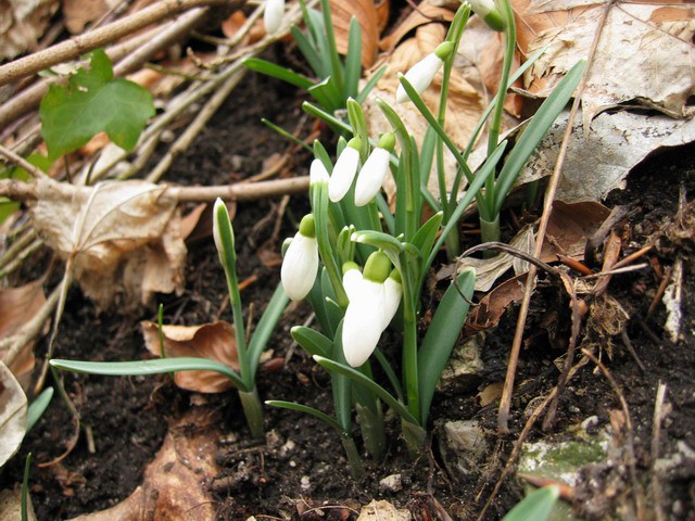 Boč, 20.2.2004 - foto povečava