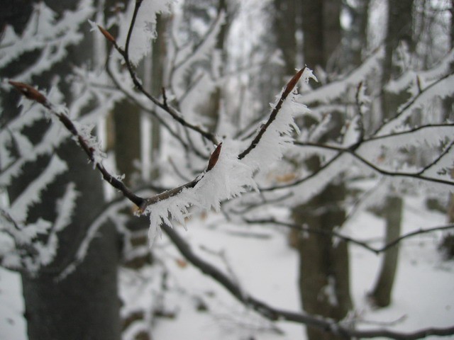 Boč, 20.2.2004 - foto povečava