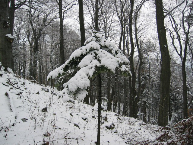 Boč, 20.2.2004 - foto