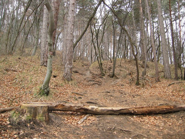 Boč, 20.2.2004 - foto