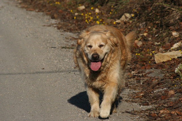 Koreno nad Horjulom, 14.4.2006 - foto