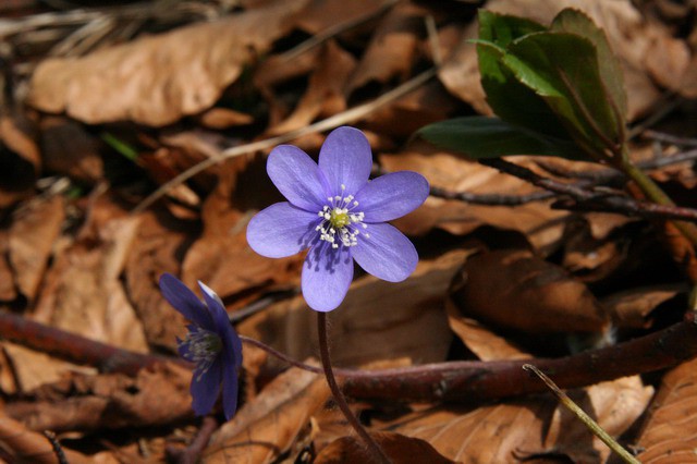 Govejek, Osolnik, 17.4.2006 - foto