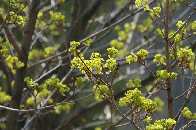 Koča Iskra na Jakobu,  23.4.2006 - foto