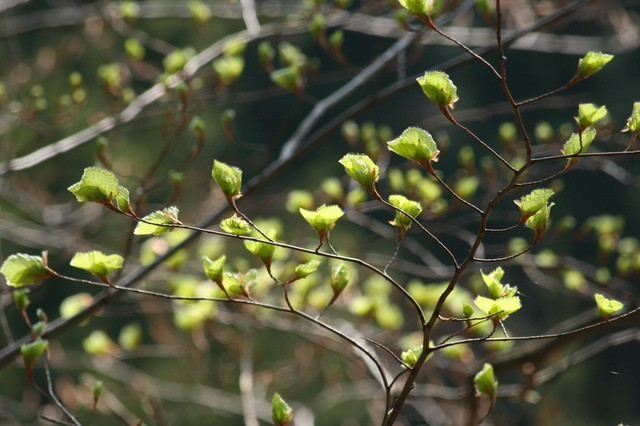 Koča Iskra na Jakobu,  23.4.2006 - foto