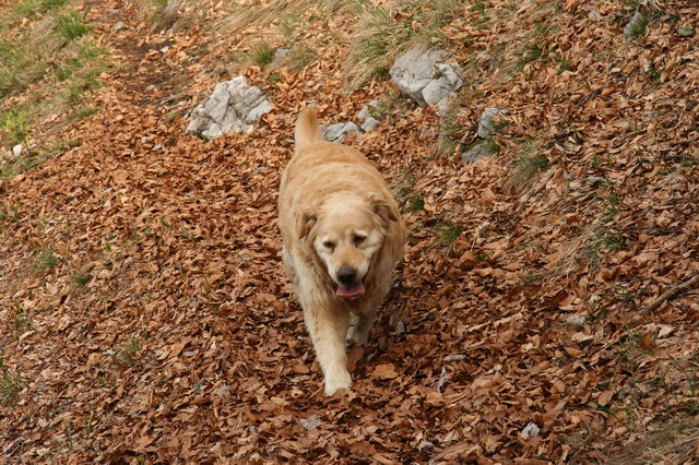 Kriška gora, 7.5.2006 - foto