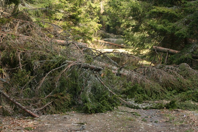 Čni vrh, Ribniška koča, 10.5.2006 - foto
