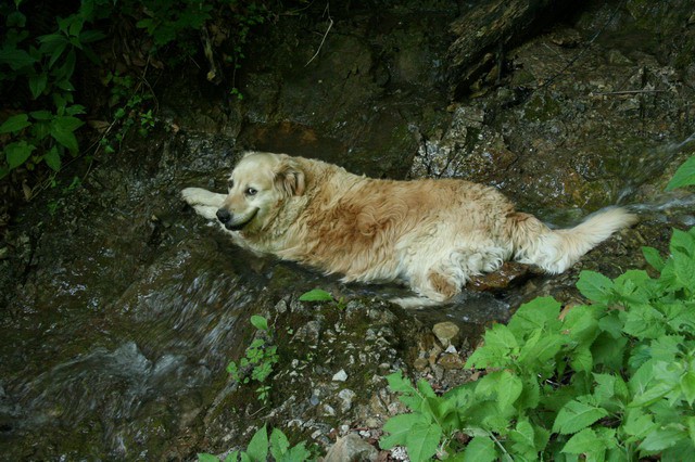 Grmada, Gonte, Tošč, 13.6.2006 - foto