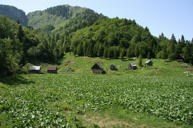 Orožnova koča, Črna prst, 20.6.2006 - foto